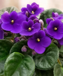 African Violet Live Plant - Purple Flowers, 4 Inch Pot, 3-5 Inches Tall, Potted Houseplant - Image 2