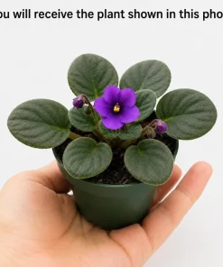 African Violet Live Plant - Purple Flowers, 4 Inch Pot, 3-5 Inches Tall, Potted Houseplant - Image 5