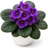 African Violet Live Plant - Purple Flowers, 4 Inch Pot, 3-5 Inches Tall, Potted Houseplant - Image 1