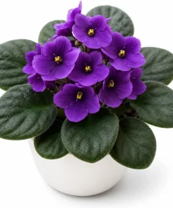 African Violet Live Plant - Purple Flowers, 4 Inch Pot, 3-5 Inches Tall, Potted Houseplant - Image 1