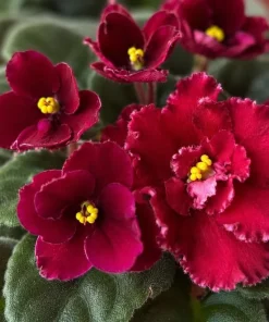 African Violet Live Plant Red Flowers 3-5 Inches Tall in 4 Inch Pot Indoor Houseplant - Image 2