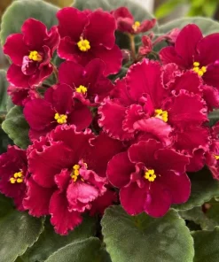 African Violet Live Plant Red Flowers 3-5 Inches Tall in 4 Inch Pot Indoor Houseplant - Image 3
