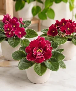 African Violet Live Plant Red Flowers 3-5 Inches Tall in 4 Inch Pot Indoor Houseplant - Image 4