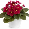 African Violet Live Plant Red Flowers 3-5 Inches Tall in 4 Inch Pot Indoor Houseplant - Image 1