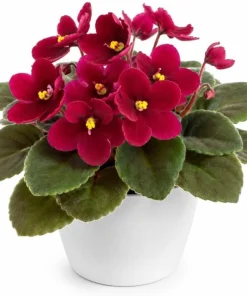 African Violet Live Plant Red Flowers 3-5 Inches Tall in 4 Inch Pot Indoor Houseplant - Image 1