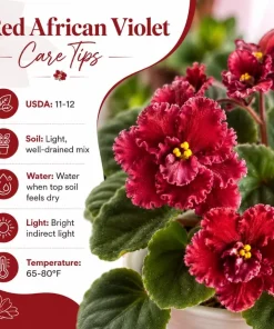 African Violet Live Plant Red Flowers 3-5 Inches Tall in 4 Inch Pot Indoor Houseplant - Image 6