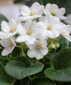 African Violet Live Plant - White Flowers, 3-5 Inches Tall, 4-inch Pot, Indoor Houseplant - Image 2