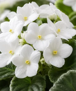 African Violet Live Plant - White Flowers, 3-5 Inches Tall, 4-inch Pot, Indoor Houseplant - Image 3