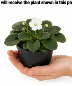 African Violet Live Plant - White Flowers, 3-5 Inches Tall, 4-inch Pot, Indoor Houseplant - Image 4
