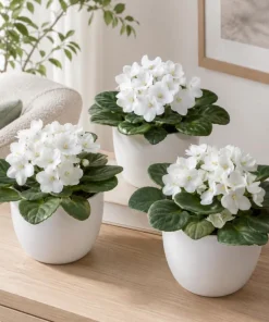 African Violet Live Plant - White Flowers, 3-5 Inches Tall, 4-inch Pot, Indoor Houseplant - Image 6