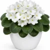 African Violet Live Plant - White Flowers, 3-5 Inches Tall, 4-inch Pot, Indoor Houseplant - Image 1