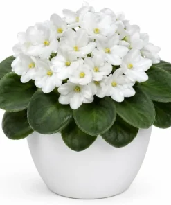 African Violet Live Plant - White Flowers, 3-5 Inches Tall, 4-inch Pot, Indoor Houseplant - Image 1