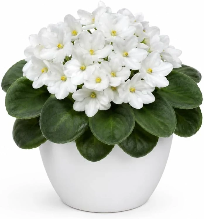 African Violet Live Plant - White Flowers, 3-5 Inches Tall, 4-inch Pot, Indoor Houseplant - Image 1