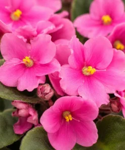 African Violet Live Plant with Pink Flowers, 3-5 Inches Tall in 4 Inch Pot, Potted Houseplant - Image 2