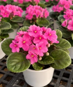 African Violet Live Plant with Pink Flowers, 3-5 Inches Tall in 4 Inch Pot, Potted Houseplant - Image 3
