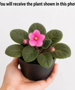 African Violet Live Plant with Pink Flowers, 3-5 Inches Tall in 4 Inch Pot, Potted Houseplant - Image 4