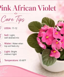 African Violet Live Plant with Pink Flowers, 3-5 Inches Tall in 4 Inch Pot, Potted Houseplant - Image 5