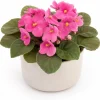 African Violet Live Plant with Pink Flowers, 3-5 Inches Tall in 4 Inch Pot, Potted Houseplant - Image 1
