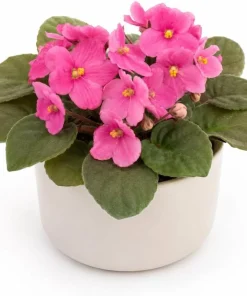 African Violet Live Plant with Pink Flowers, 3-5 Inches Tall in 4 Inch Pot, Potted Houseplant - Image 1