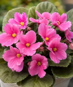 African Violet Live Plant with Pink Flowers, 3-5 Inches Tall in 4 Inch Pot, Potted Houseplant - Image 7