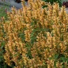 Agastache Kudos Mandarin Live Plant - Hummingbird Mint - Quart Pot - Zones 5-10 - Image 1