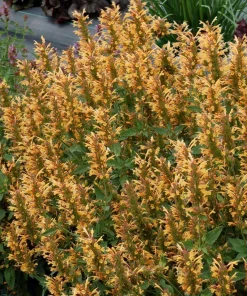 Agastache Kudos Mandarin Live Plant - Hummingbird Mint - Quart Pot - Zones 5-10 - Image 1