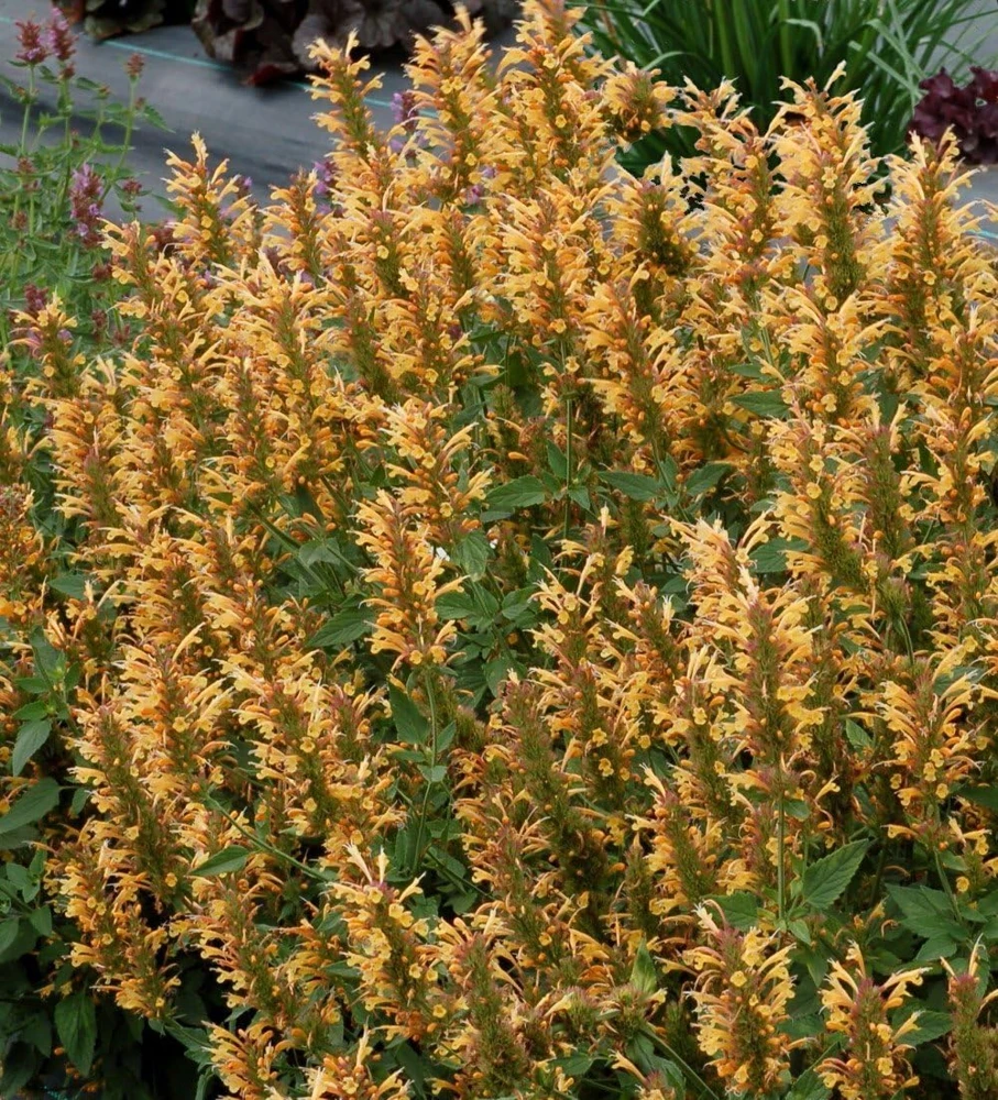 Agastache Kudos Mandarin Live Plant - Hummingbird Mint - Quart Pot - Zones 5-10 - Image 1