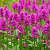 Agastache Tutti Frutti Live Plant – Raspberry Giant Hyssop Perennial – 1 Gallon Pot – Outdoor - Image 1
