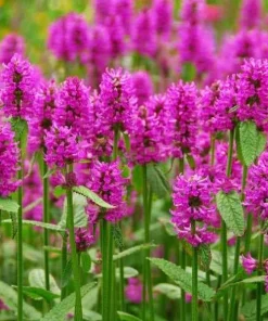 Agastache Tutti Frutti Live Plant – Raspberry Giant Hyssop Perennial – 1 Gallon Pot – Outdoor - Image 1