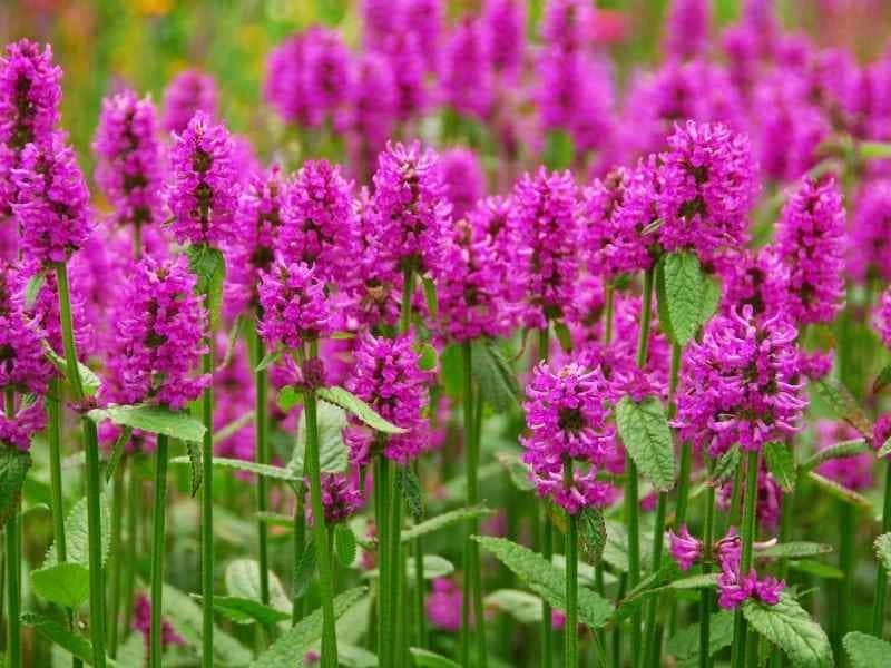 Agastache Tutti Frutti Live Plant – Raspberry Giant Hyssop Perennial – 1 Gallon Pot – Outdoor - Image 1