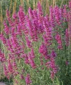 Agastache Tutti Frutti Live Plant – Raspberry Giant Hyssop Perennial – 1 Gallon Pot – Outdoor - Image 2