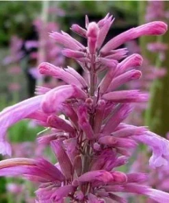 Agastache Tutti Frutti Live Plant – Raspberry Giant Hyssop Perennial – 1 Gallon Pot – Outdoor - Image 3