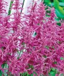 Agastache Tutti Frutti Live Plant – Raspberry Giant Hyssop Perennial – 1 Gallon Pot – Outdoor - Image 4
