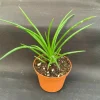 Agave Geminiflora Live Plant - Twin-Flowered Agave - Soft Tip - 3" Pot - Image 1