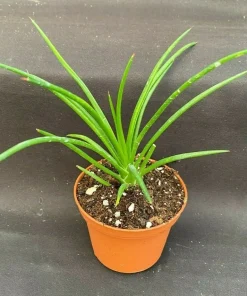 Agave Geminiflora Live Plant - Twin-Flowered Agave - Soft Tip - 3" Pot - Image 1