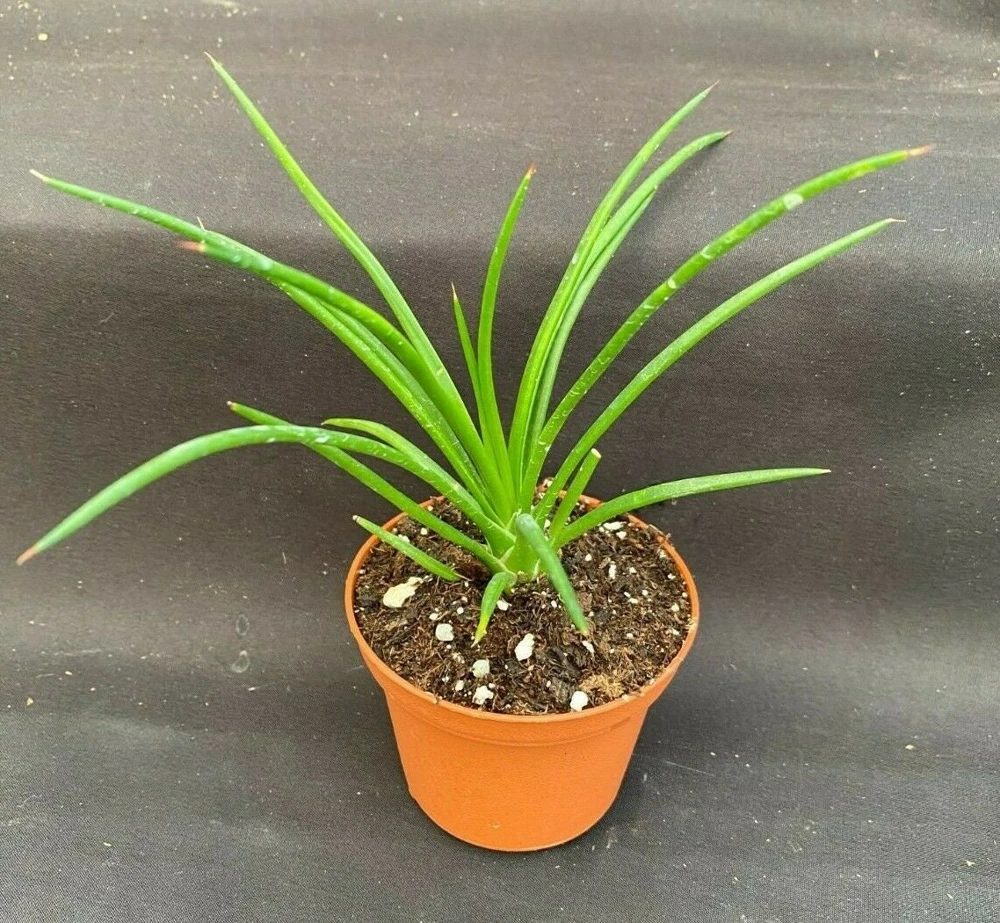 Agave Geminiflora Live Plant - Twin-Flowered Agave - Soft Tip - 3" Pot - Image 1