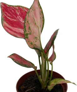 Aglaonema Chinese Evergreen Live Plant - Low Light Houseplant - 4" Pot - Image 2