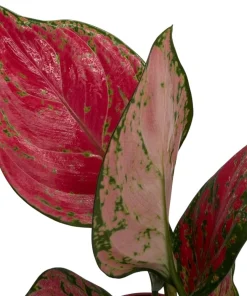 Aglaonema Chinese Evergreen Live Plant - Low Light Houseplant - 4