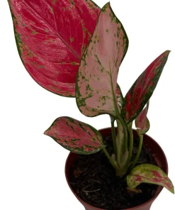 Aglaonema Chinese Evergreen Live Plant - Low Light Houseplant - 4