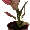 Aglaonema Chinese Evergreen Live Plant - Low Light Houseplant - 4" Pot - Image 1