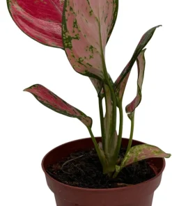 Aglaonema Chinese Evergreen Live Plant - Low Light Houseplant - 4