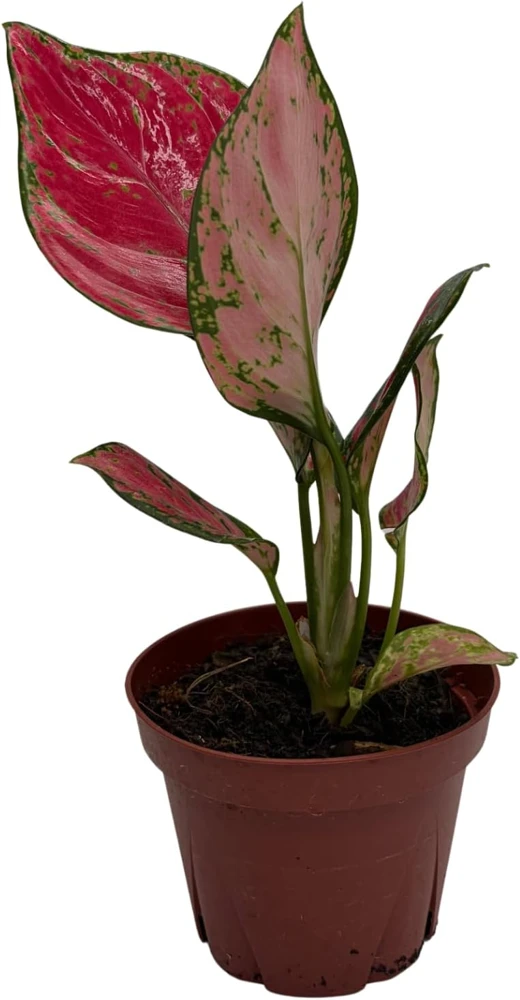Aglaonema Chinese Evergreen Live Plant - Low Light Houseplant - 4" Pot - Image 1