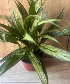 Aglaonema Cutlass in 6