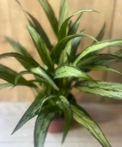 Aglaonema Cutlass in 6