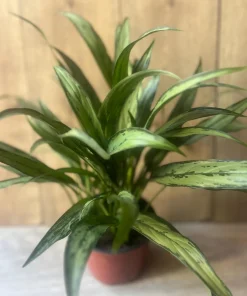 Aglaonema Cutlass in 6