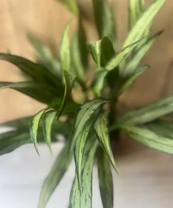 Aglaonema Cutlass in 6