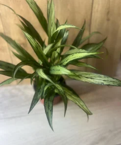 Aglaonema Cutlass in 6
