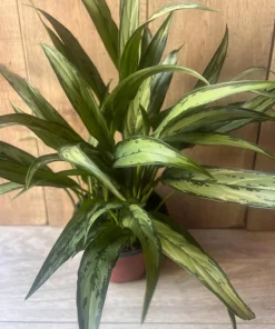 Aglaonema Cutlass in 6