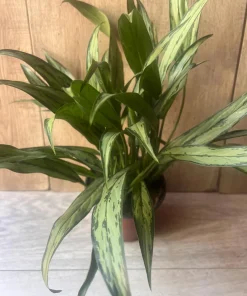 Aglaonema Cutlass in 6