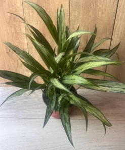 Aglaonema Cutlass in 6